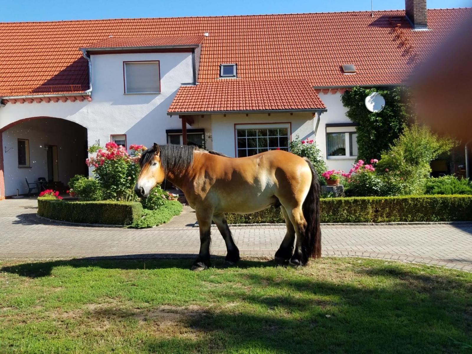Top-Moderne Ferienwohnung Und Apartments Auf Frueherem Wunderschoenen Bauernhof Im Elbe-Elster-Kreis In Brandenburg Bei Herzberg-Elster, Schoenewalde, Holzdorf Экстерьер фото